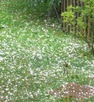 hagel-14.06.07_3.jpg