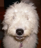 so sieht man / Hund schon besser